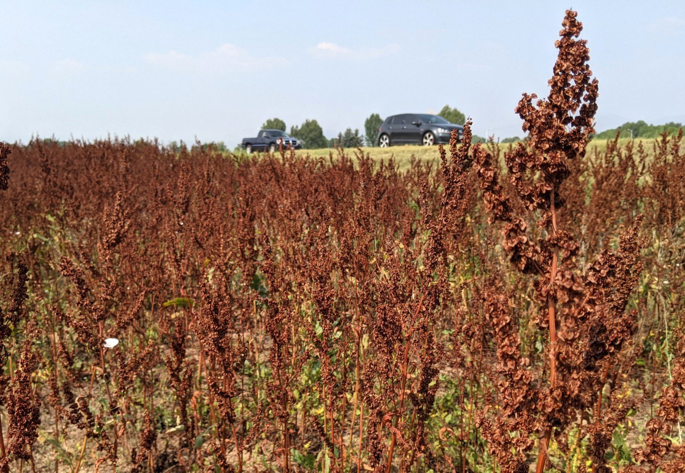 Johnnie St. Vrain: What are those weeds along the Diagonal Highway?