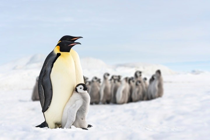 Pudgy Penguins PENGU Token Extends Rally, Outperforms Dogecoin, Shiba Inu On Wednesday