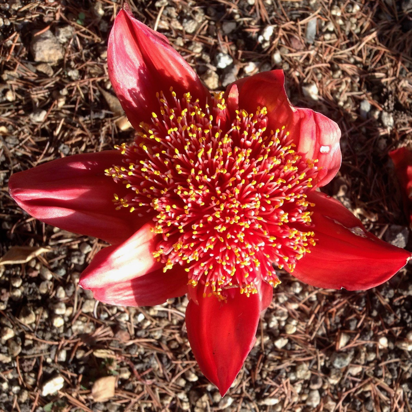 Tom Karwin, On Gardening | Winter plants that prep for spring blossoms