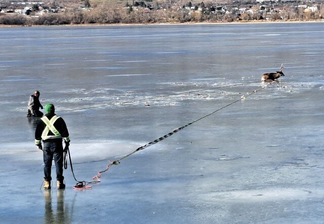 Locals rescue deer caught in icy Osoyoos Lake (Oliver/Osoyoos)