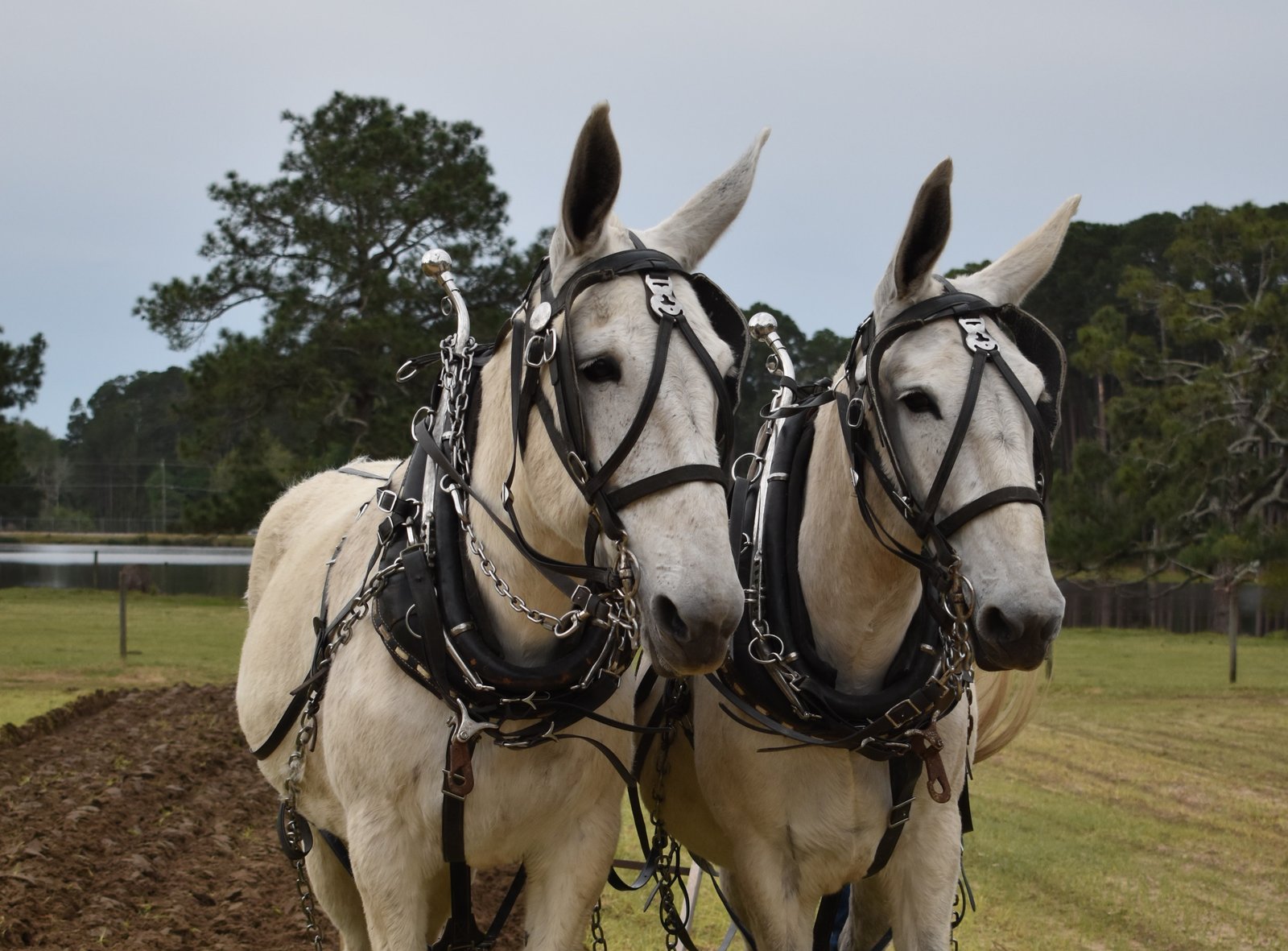 ABAC’s Georgia Museum of Agriculture to host Folklife Festival April 5