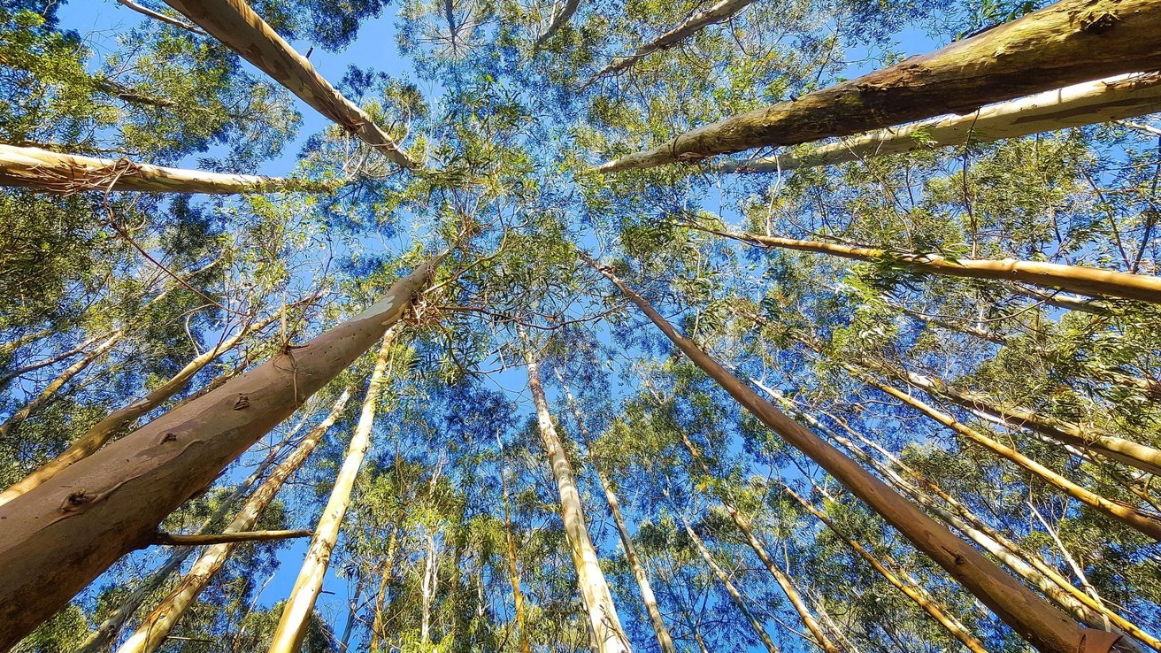 How Apple's use of eucalyptus in Apple 2030 is controversial