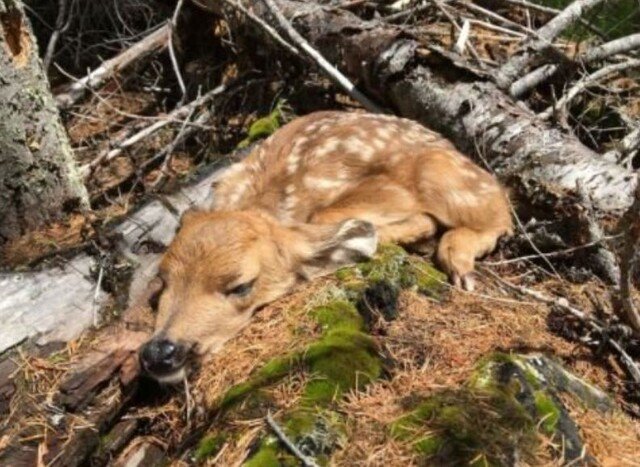 BC Conservation issues annual reminder: Leave fawns alone (BC)