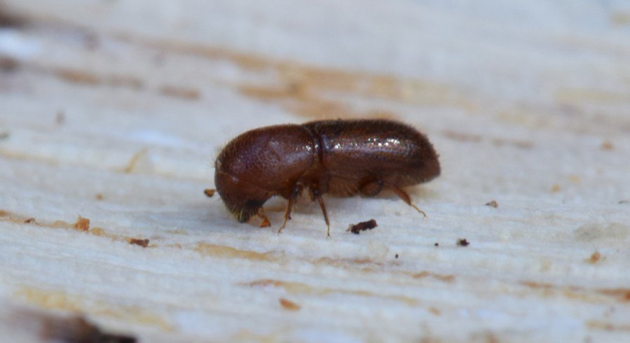 Marin property owners asked to be on lookout for invasive beetle