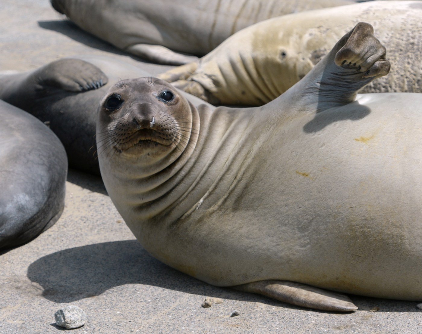 Celebrating our local marine life