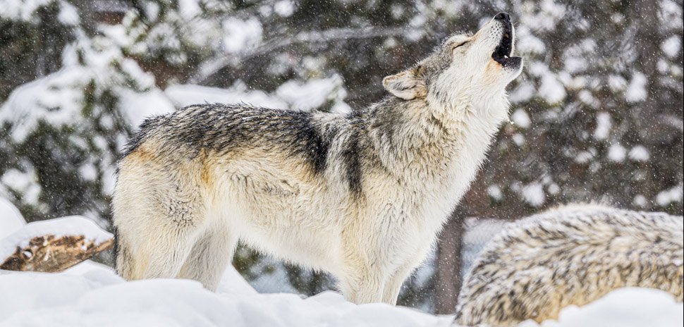 How the Colossal Foundation Is Using AI to Decode Wolf Howls in Yellowstone