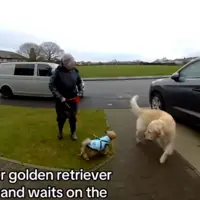 Golden Retriever Escapes House—Then Ring Camera Captures What Stranger Does