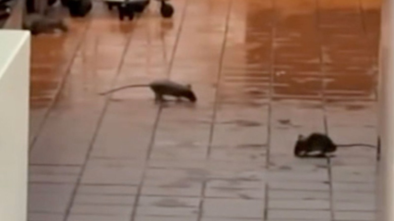 Plague of rats takes over McDonald’s inside a Walmart as supermarket chain forced to issue urgent statement