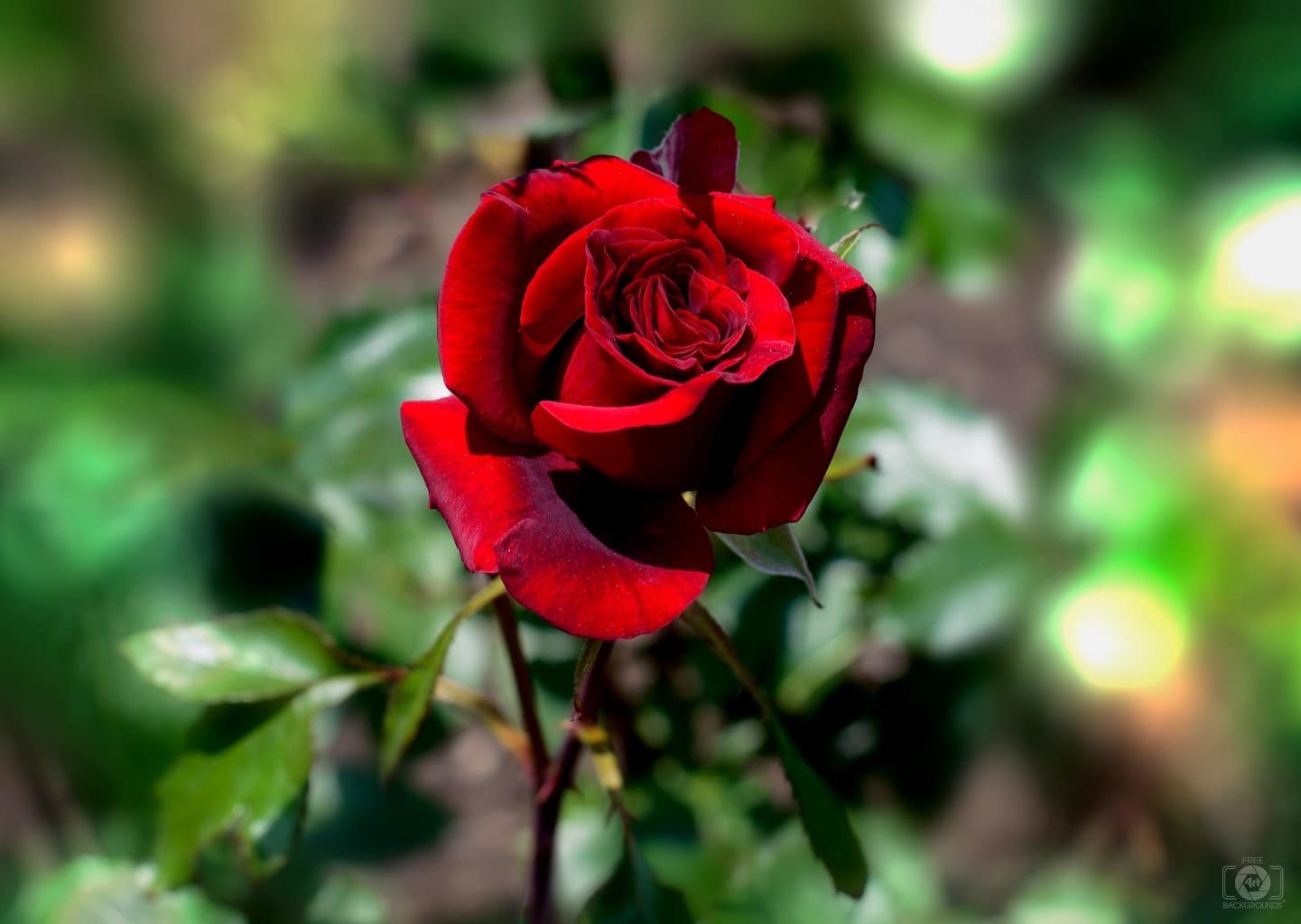 Obituary: Dorothy E. [nee Meyer] Wafle McCracken, 95, of Florida