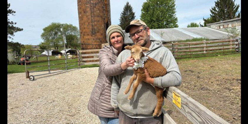 The sheep safely graze as guests use farm as an event venue and photo spot