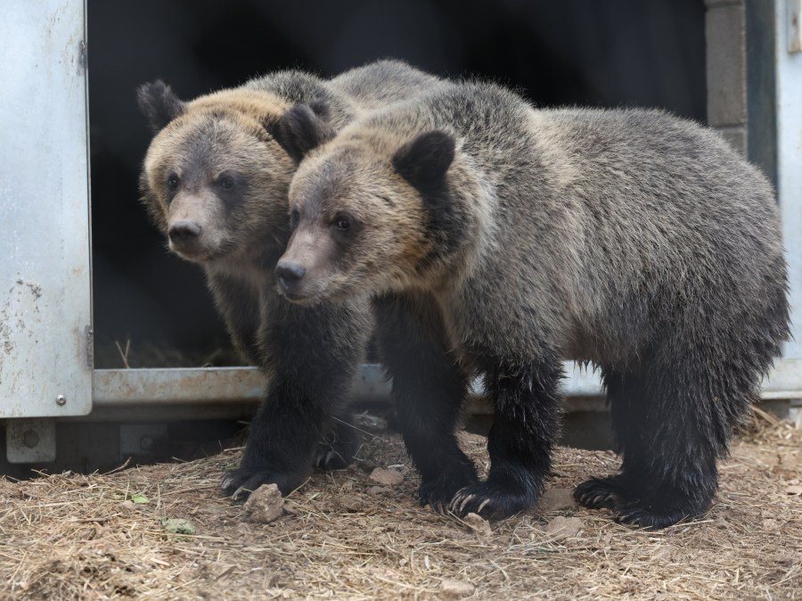 Help name two grizzly bear cubs at Cheyenne Mountain Zoo