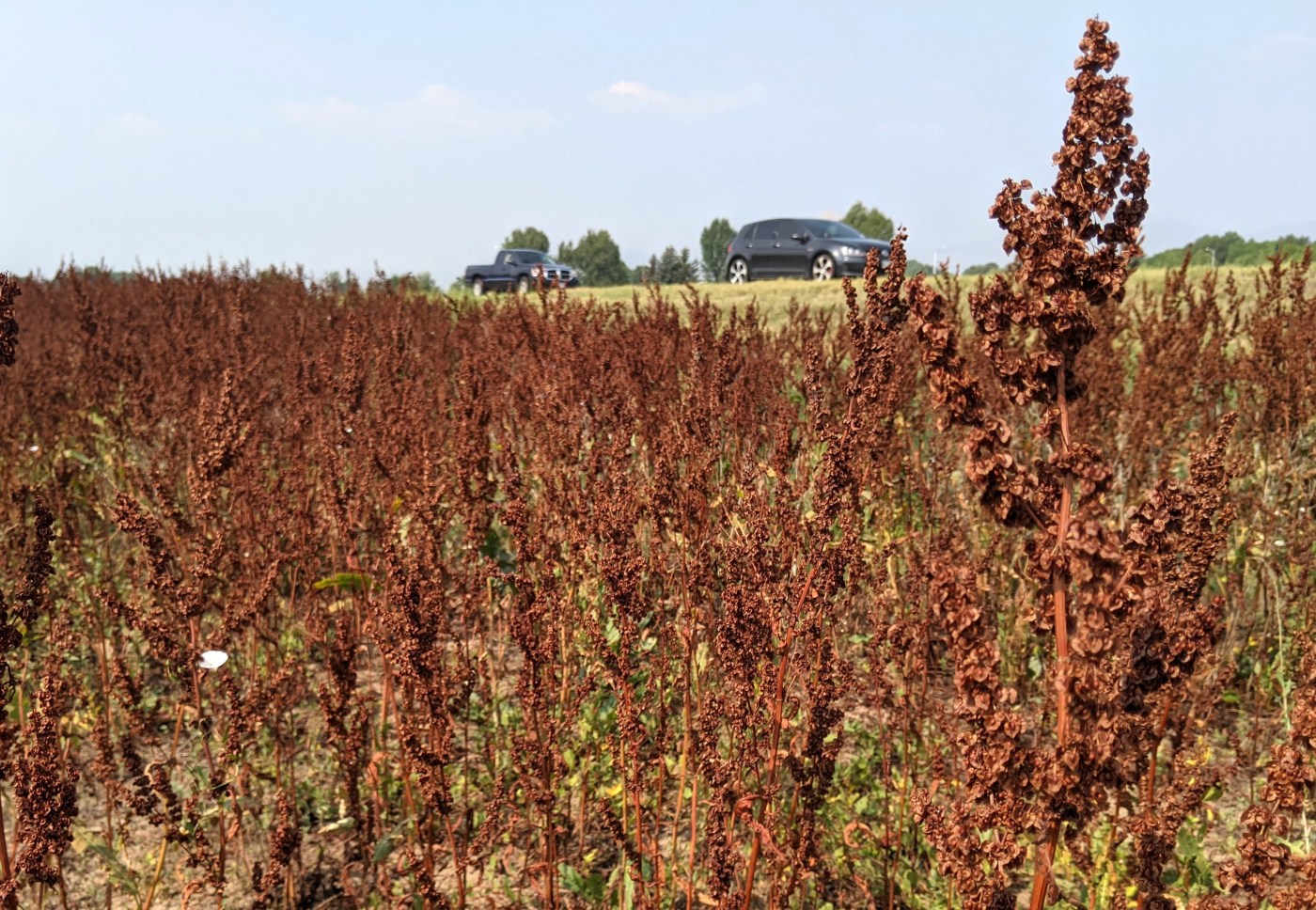 TCC Z 20210829 JSV curly dock 1