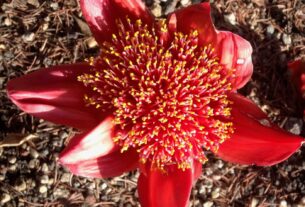4. Haemanthus coccineus CU