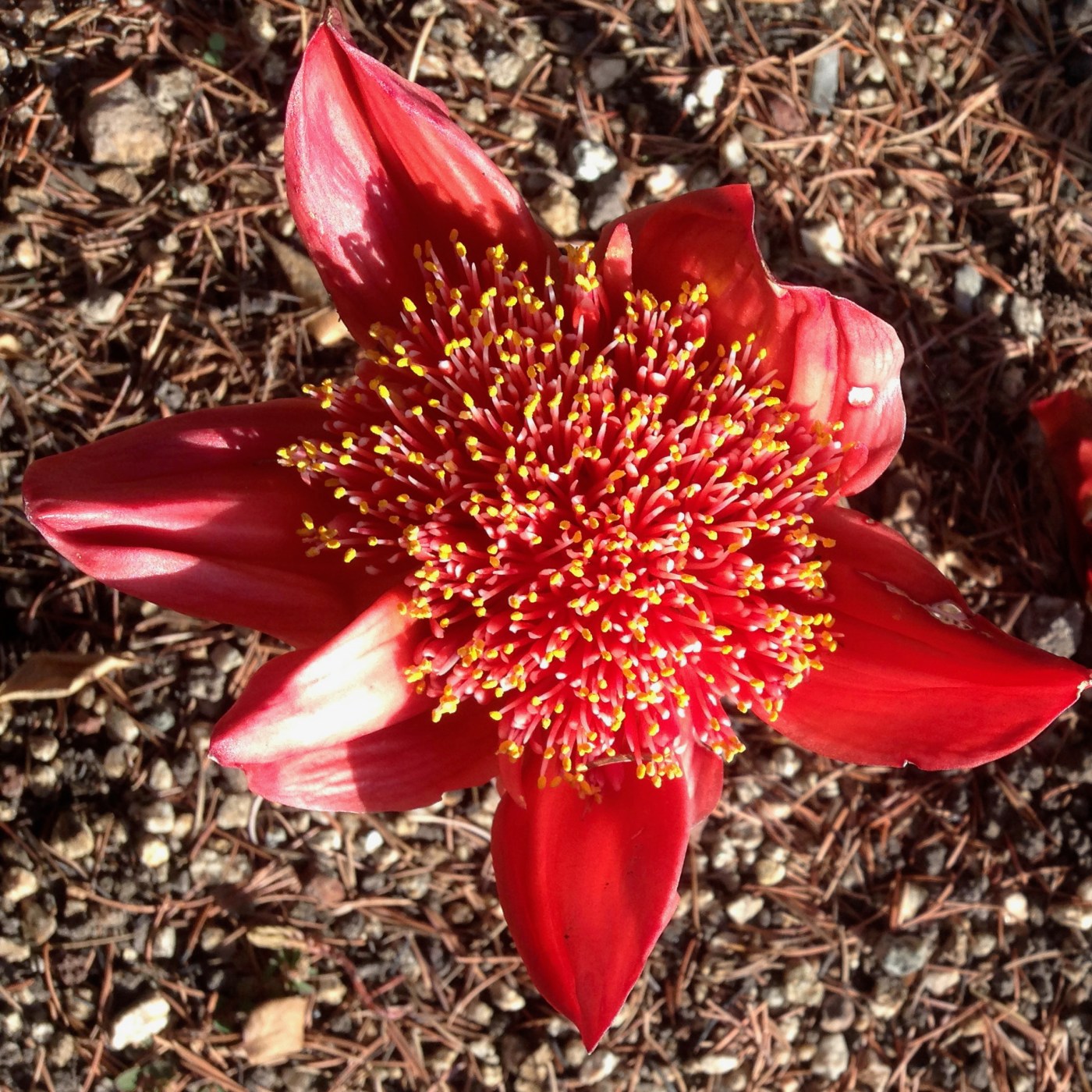 4. Haemanthus coccineus CU
