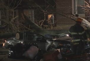 Tree on car Northeast Philadelphia