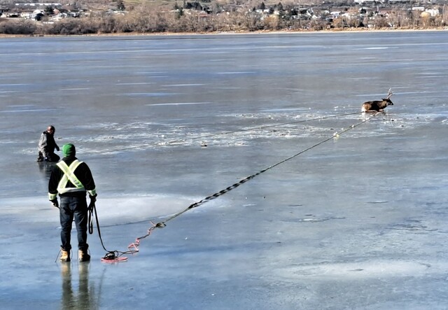 deer rescue p4137024