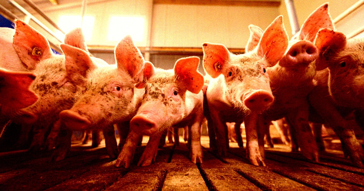 fda approves gene hacked pigs consumption