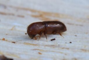 MOB Beetle Curtis Ewing