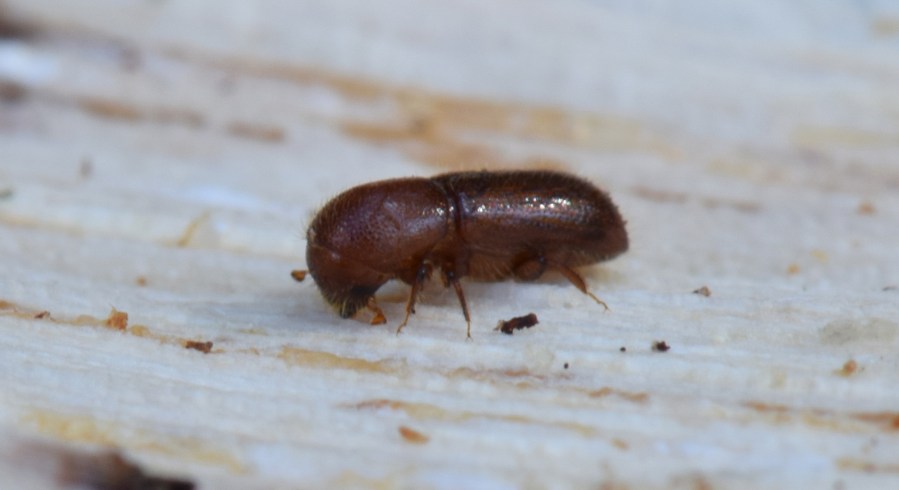 MOB Beetle Curtis Ewing