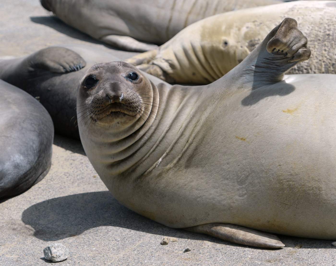 MIJ L SEALS 0519 68752929