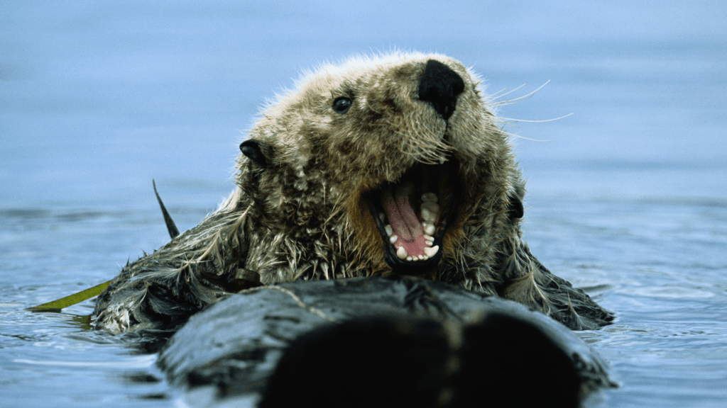 sea otters are stealing surfboards at alarming rates