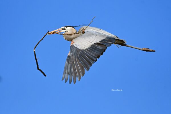 Great blue heron building a nest in The Villages
