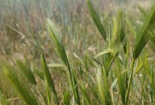 04 03 26 ANZA Foxtail grass poses danger for pets DSphotos 1