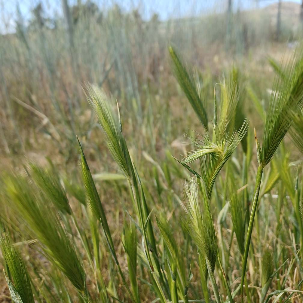 04 03 26 ANZA Foxtail grass poses danger for pets DSphotos 1