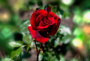 rose 1024