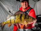 rapala yellow perch 900