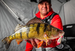 rapala yellow perch 900