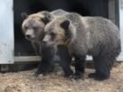 Grizzly bears