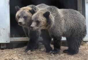 Grizzly bears